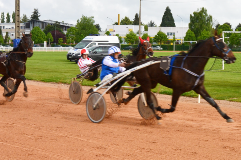 Vente de trotteurs et de chevaux réformés - SAUVE QUI PEUT