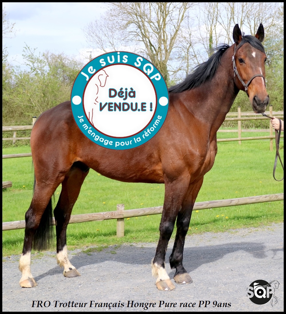 Lire la suite à propos de l’article « VENDU » FRO Trotteur Français de 9ans