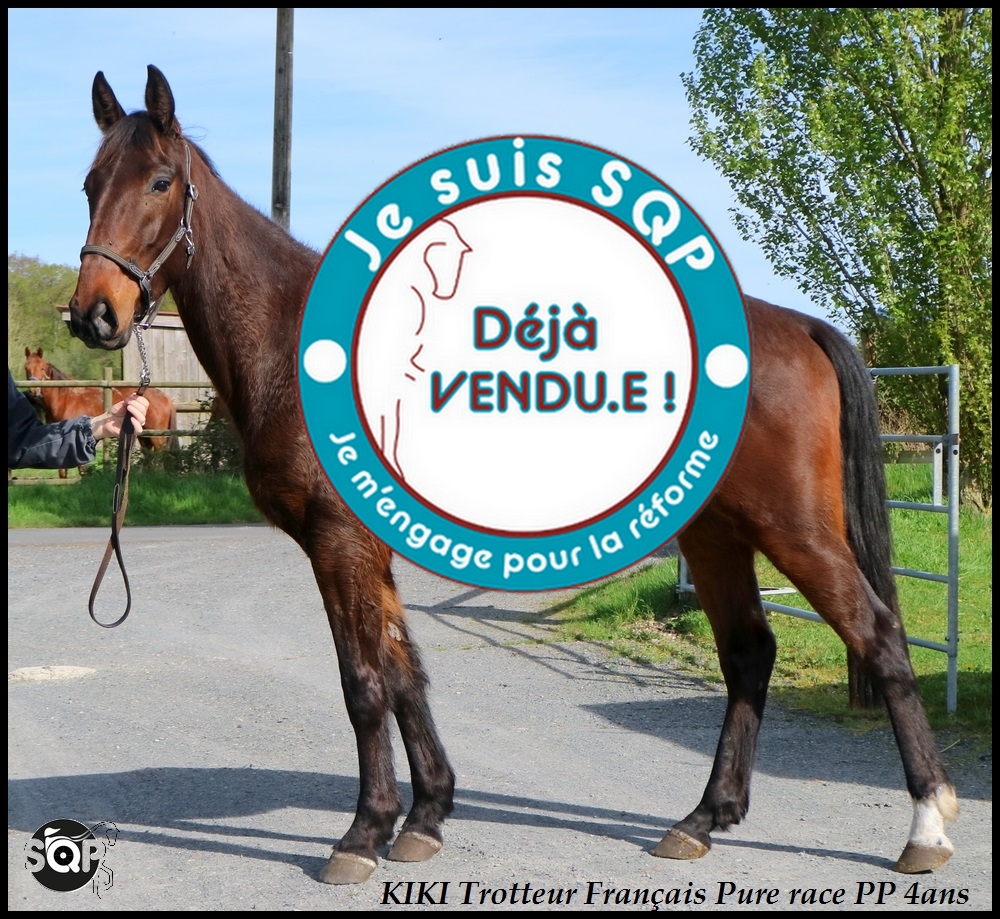 Lire la suite à propos de l’article « VENDU » KIKI Trotteur Français 4ans