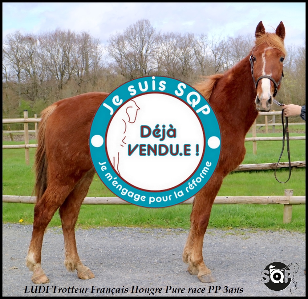 Lire la suite à propos de l’article « VENDU » LUDI Trotteur Français 3ans