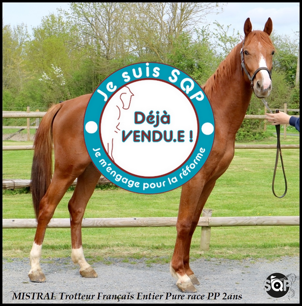 Lire la suite à propos de l’article « VENDU » MISTRAL Trotteur Français 2ans