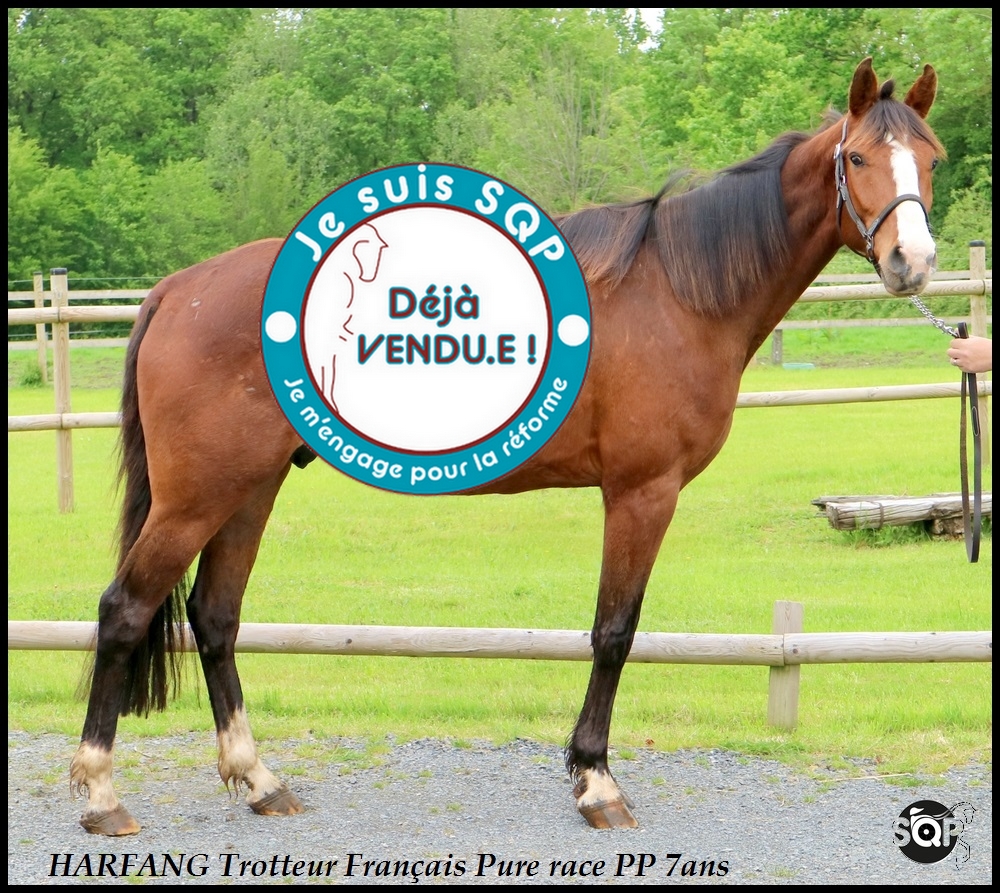 Lire la suite à propos de l’article « VENDU » HARFANG Trotteur Français de 7ans