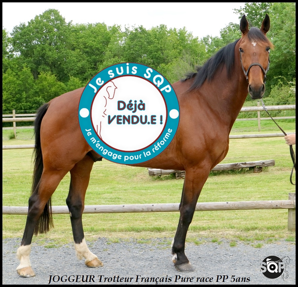 Lire la suite à propos de l’article « VENDU » JOGGEUR – Trotteur Français de 5ans