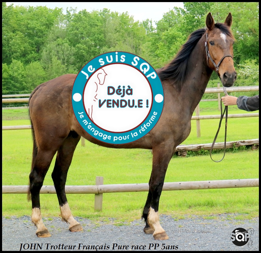 Lire la suite à propos de l’article « VENDU » JOHN Trotteur Français de 5ans