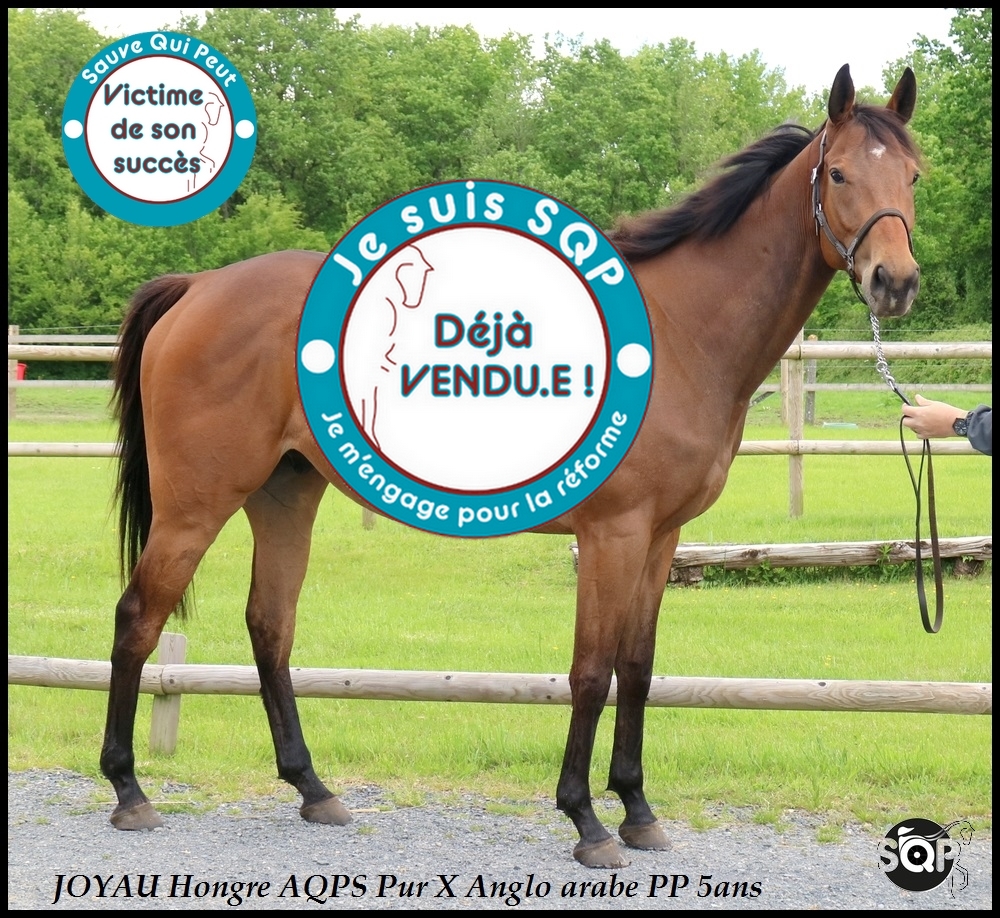 Lire la suite à propos de l’article « VENDU » JOYAU – Hongre AQPS de 5ans