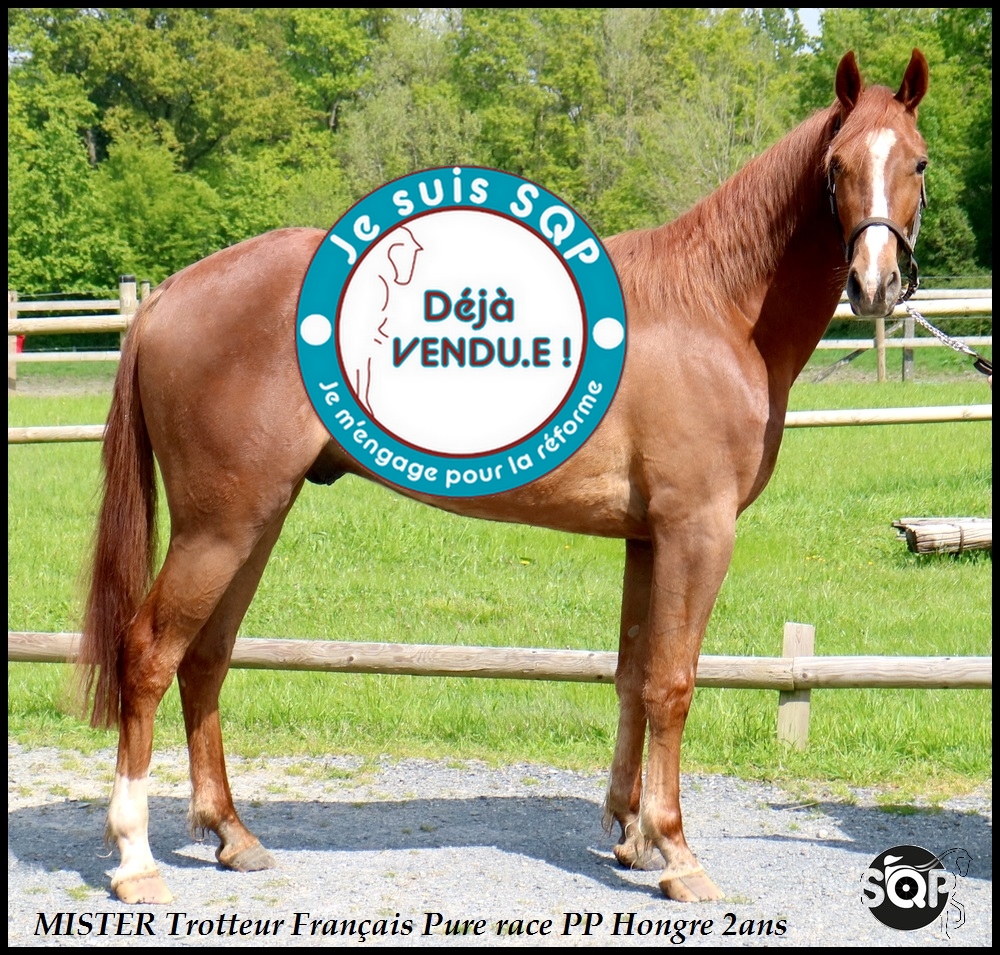 Lire la suite à propos de l’article « VENDU » MISTER Trotteur Français de 2ans