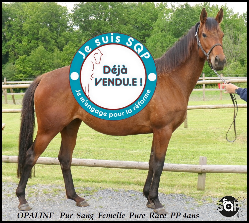 Lire la suite à propos de l’article « VENDUE » OPALINE – Pur Sang de 4ans