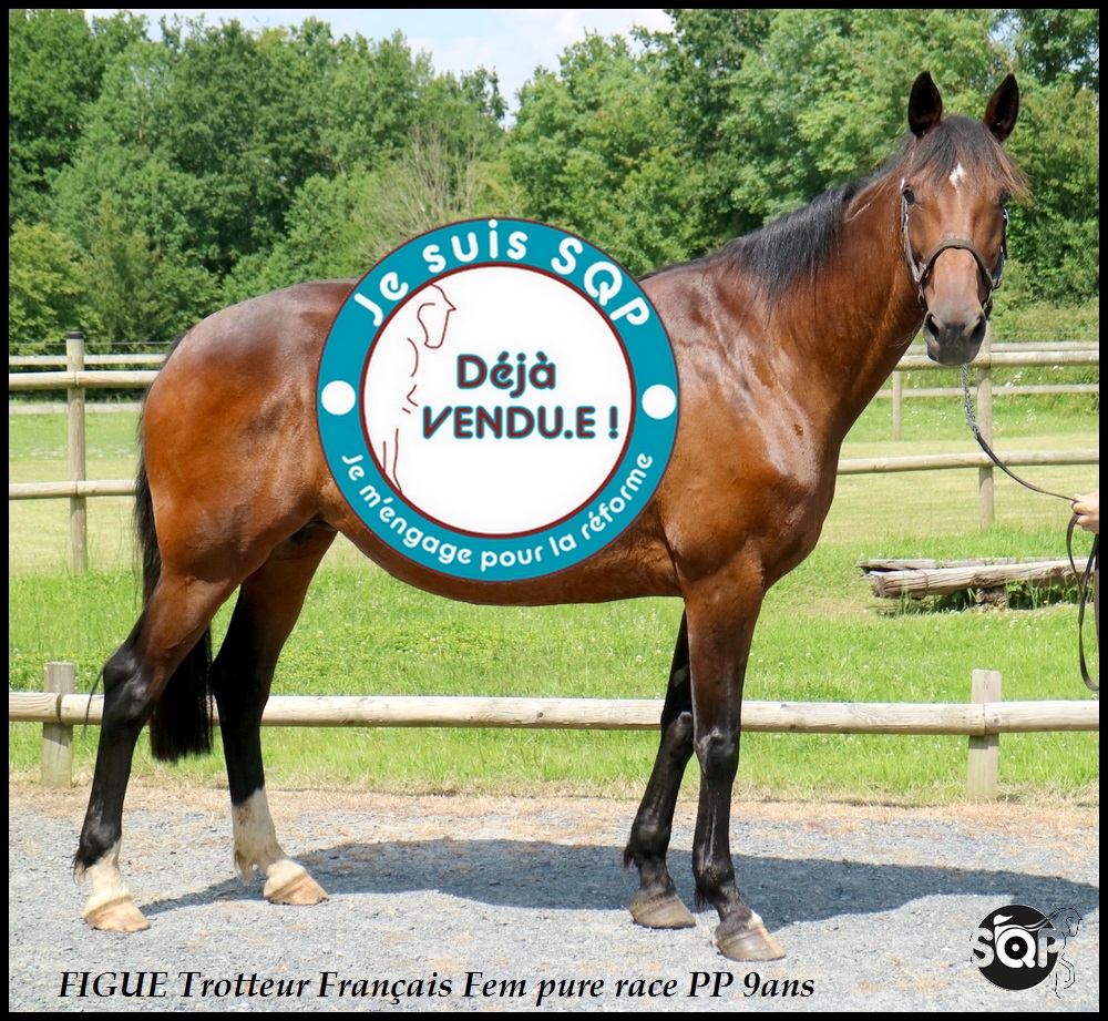 Lire la suite à propos de l’article « VENDUE » FIGUE, Trotteur Français, 9ans