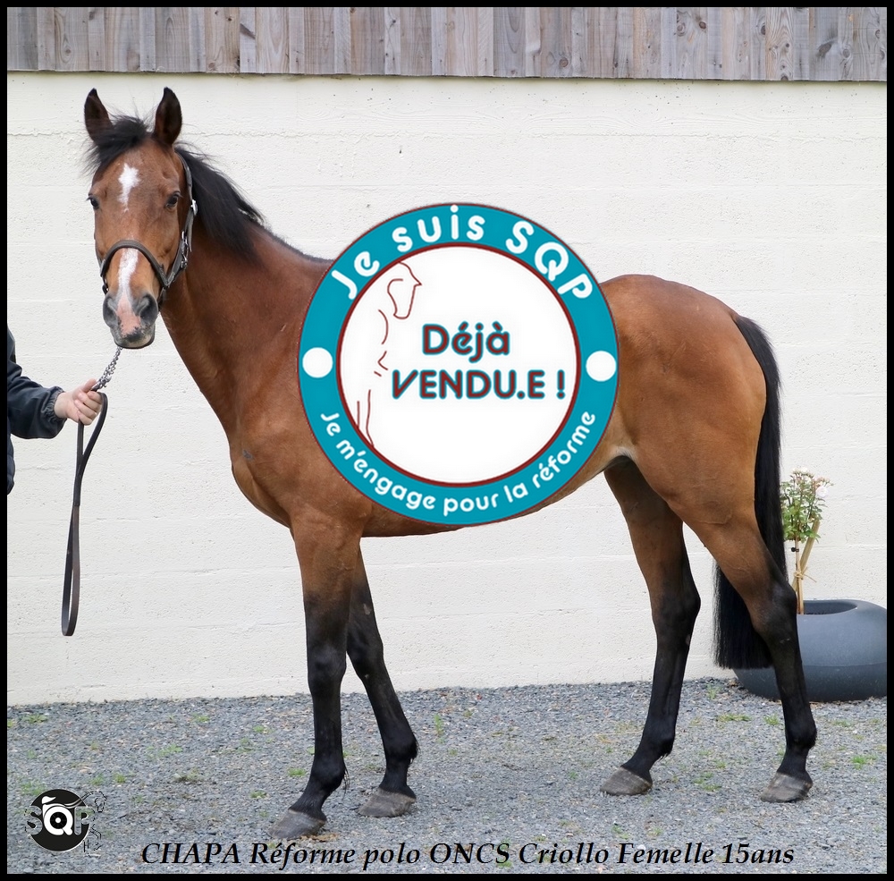 Lire la suite à propos de l’article « VENDUE » CHAPALEFU Criollo de 15ans