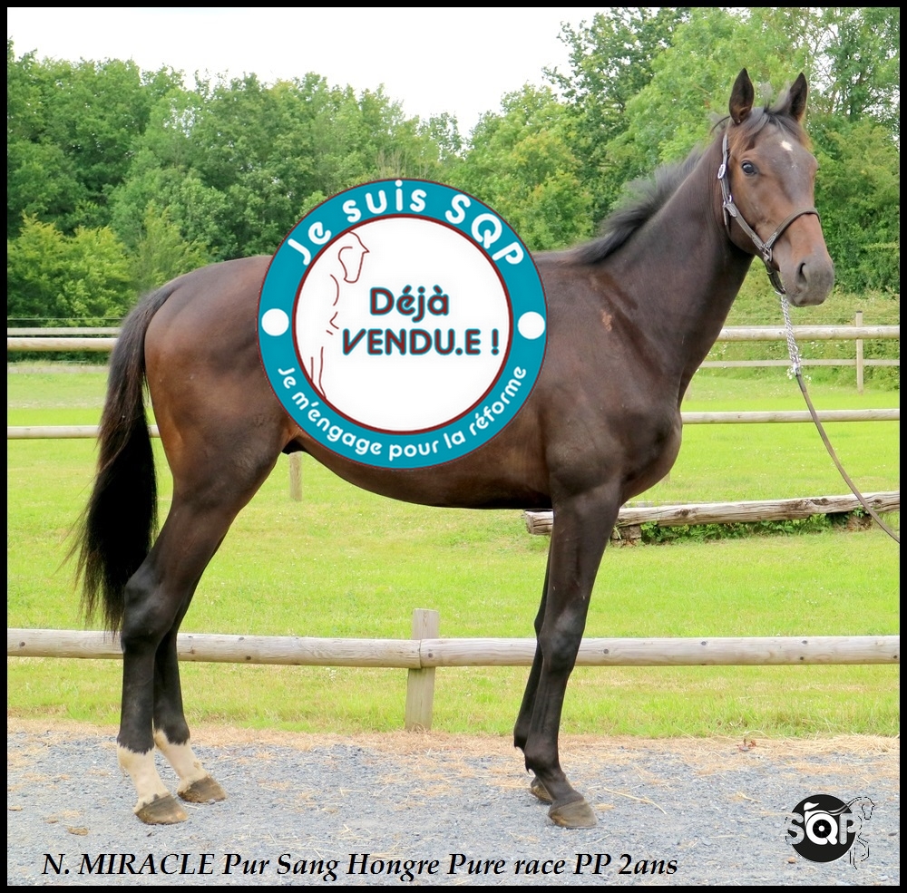 Lire la suite à propos de l’article « VENDU » N. MIRAGE Pur Sang de 2ans