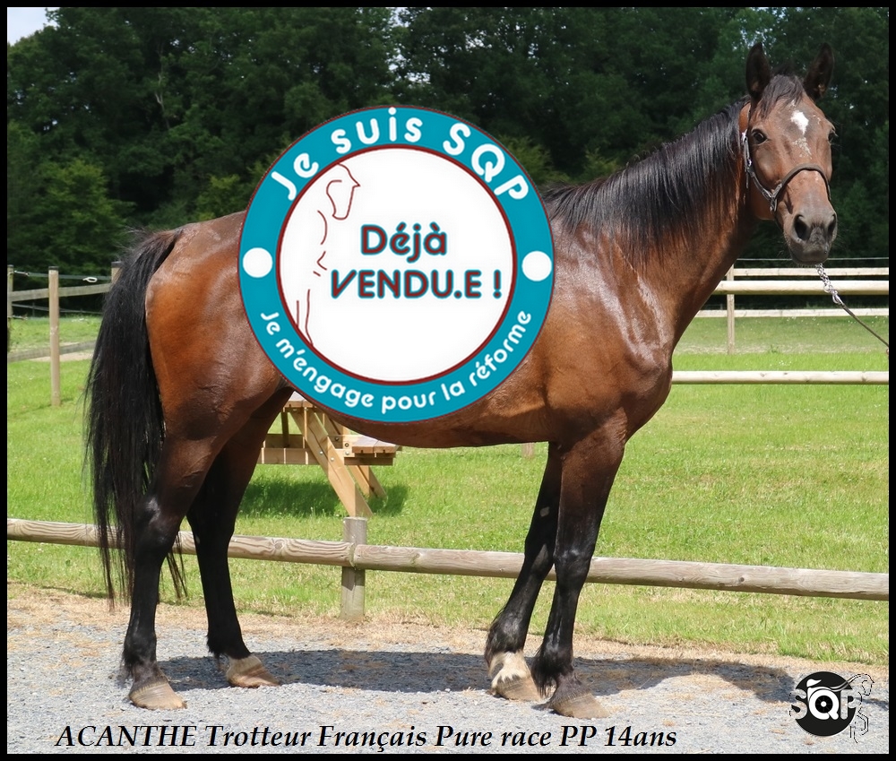 Lire la suite à propos de l’article « VENDUE »ACANTHE Tf de 14ans