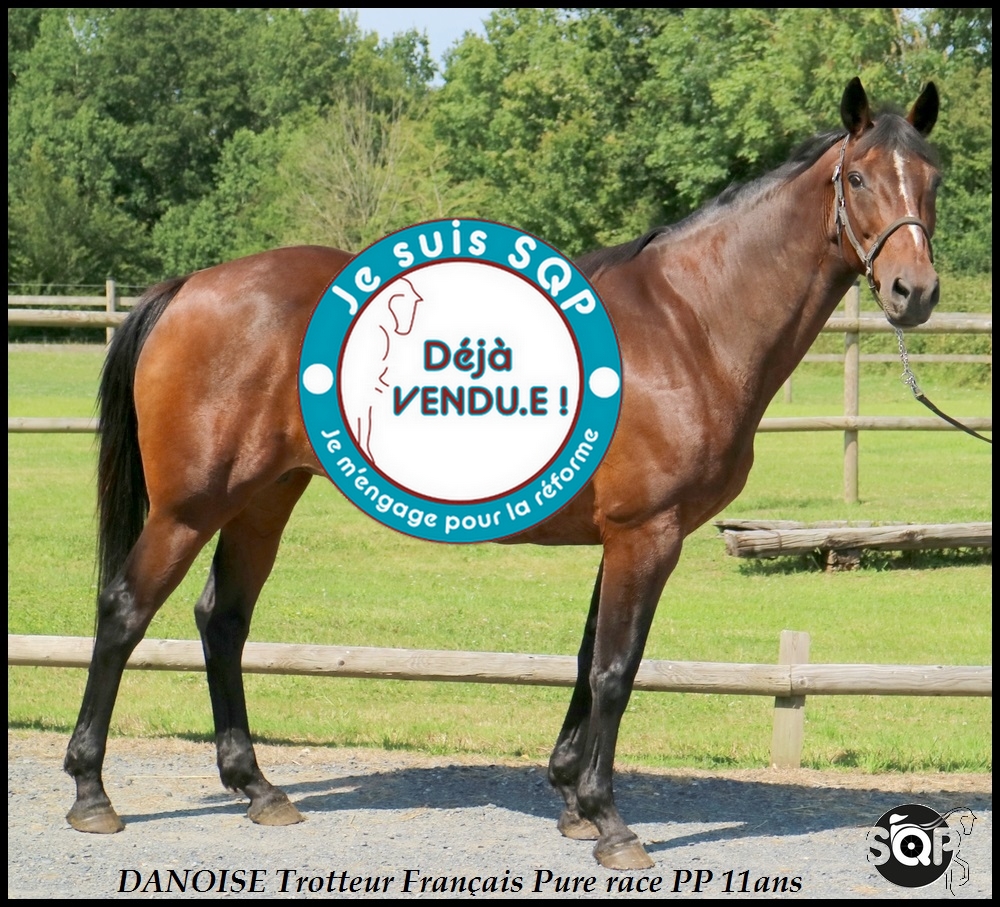 Lire la suite à propos de l’article « VENDUE » DANOISE Trotteur Français 11ans