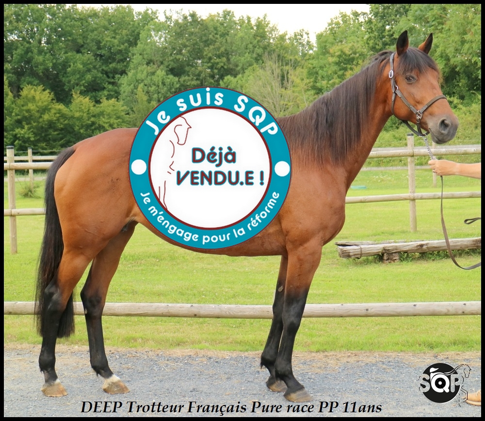 Lire la suite à propos de l’article « VENDUE » DEEP Trotteur Français 11 ans