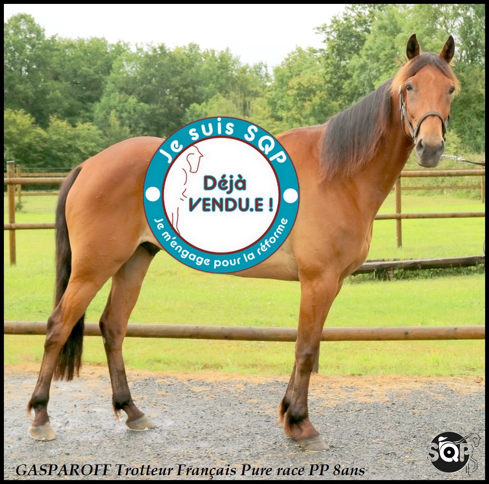 Lire la suite à propos de l’article « VENDU » GASPAROFF Tf de 8ans