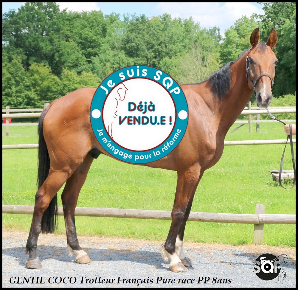 Lire la suite à propos de l’article « VENDU »GENTIL COCO – Tf de 8ans