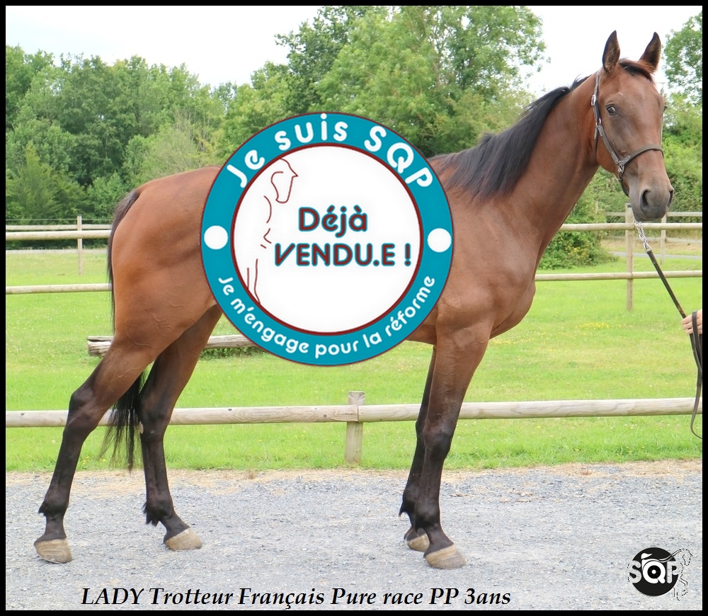 Lire la suite à propos de l’article « VENDUE  » LADY Trotteur Français 3ans