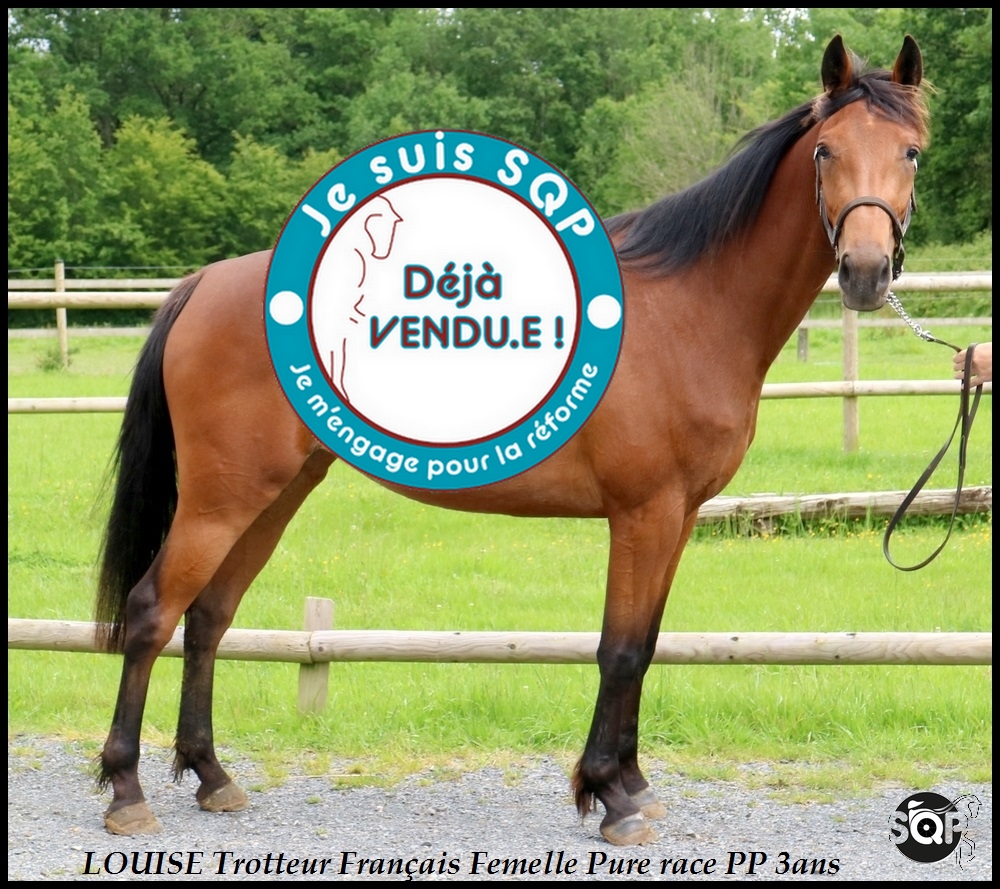 Lire la suite à propos de l’article « VENDUE » LOUISE Trotteur Français de 3ans