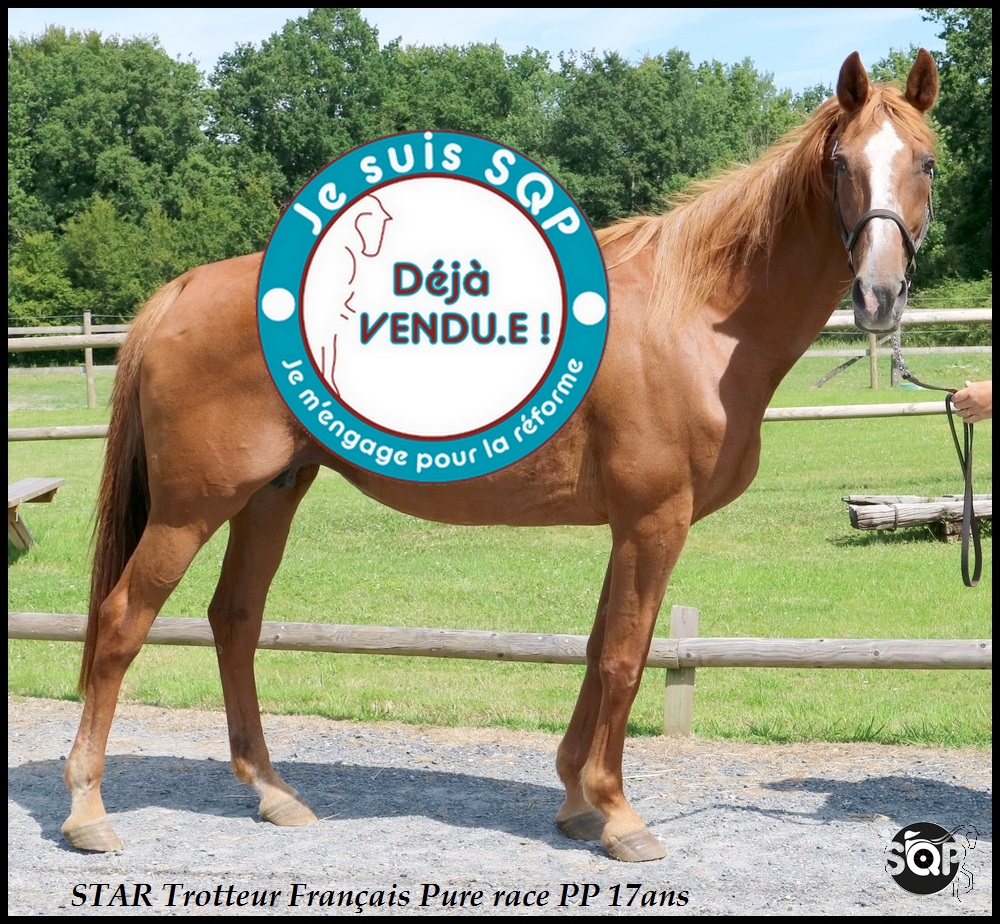 Lire la suite à propos de l’article « VENDUE » STAR Trotteur Français 17ans