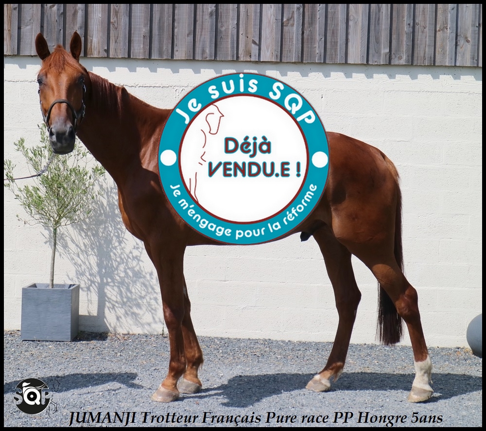 Lire la suite à propos de l’article « VENDU » JUMANJI Trotteur Français 5ans