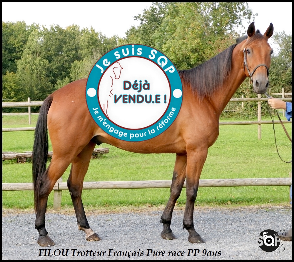 Lire la suite à propos de l’article « VENDU »FILOU Trotteur Français 9ans
