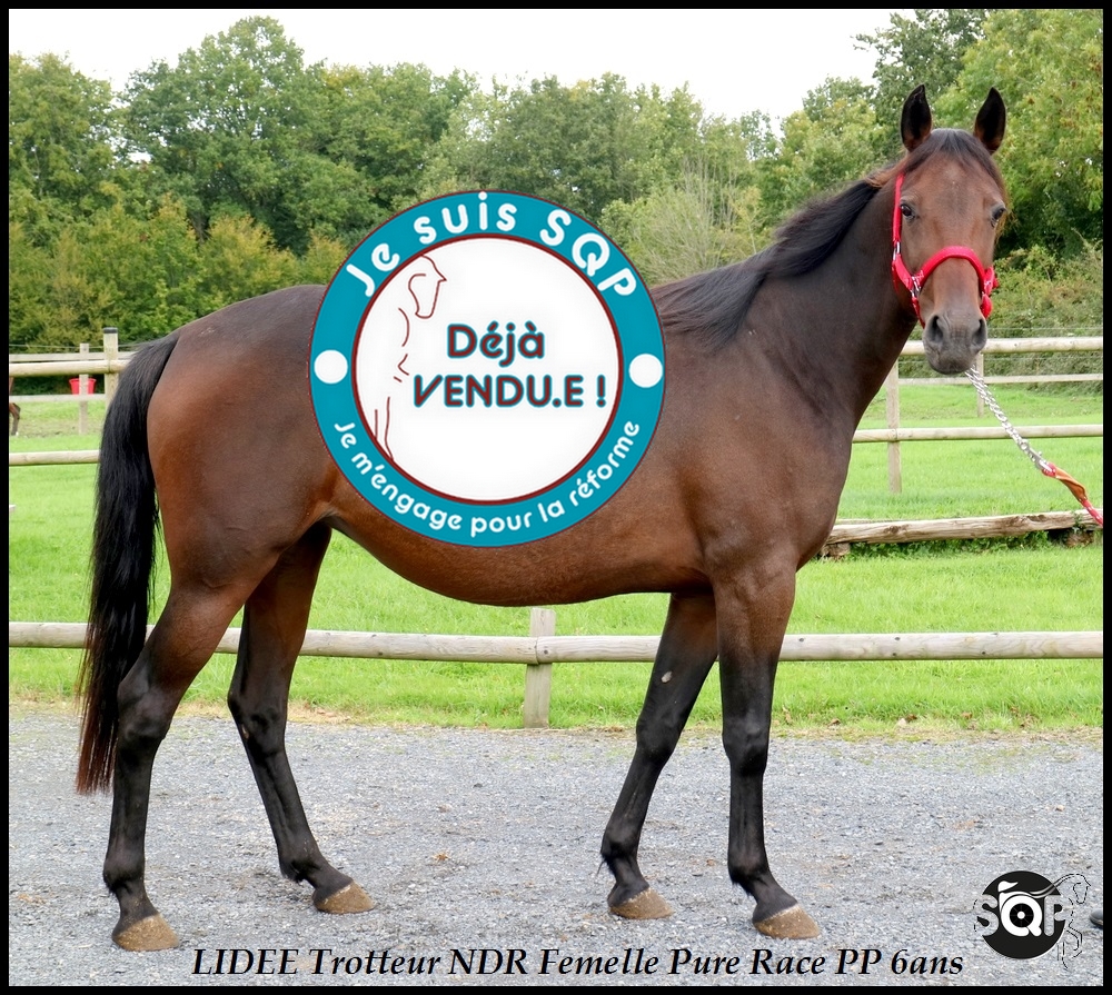 Lire la suite à propos de l’article « VENDUE »LIDEE Trotteur Nederland 6ans