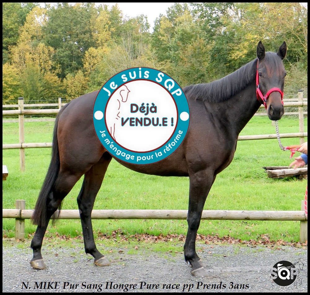 Lire la suite à propos de l’article « VENDU » N.MIKE Pur Sang 2ans