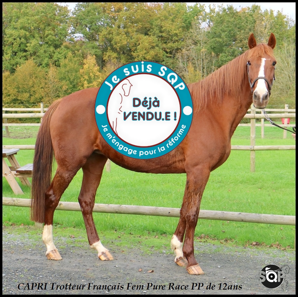 Lire la suite à propos de l’article « VENDUE »CAPRI Trotteur Français 12ans