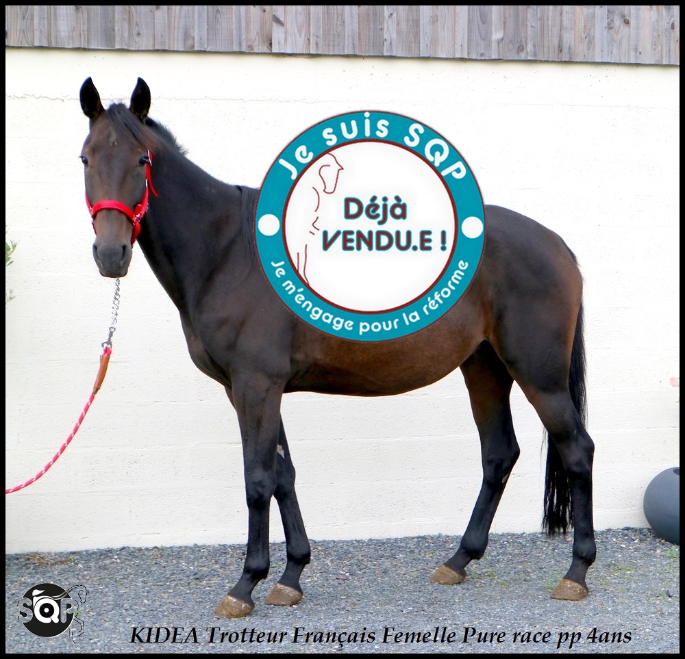 Lire la suite à propos de l’article « VENDUE »KIDEA Trotteur Français 4ans
