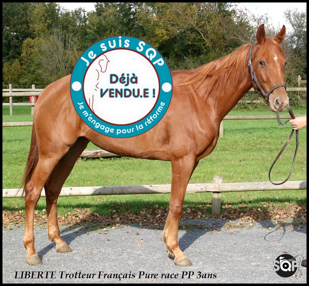 Lire la suite à propos de l’article « VENDUE »LIBERTE Trotteur Français 3ans