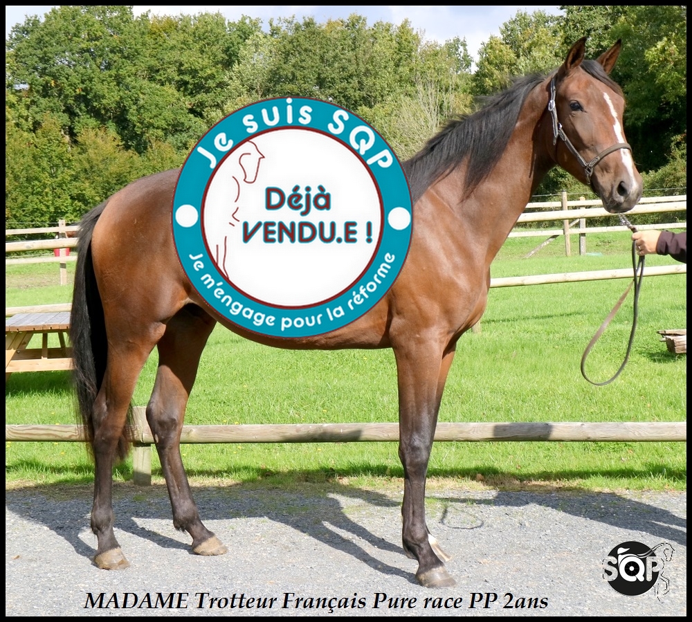 Lire la suite à propos de l’article « VENDUE »MADAME Trotteur Français 2ans