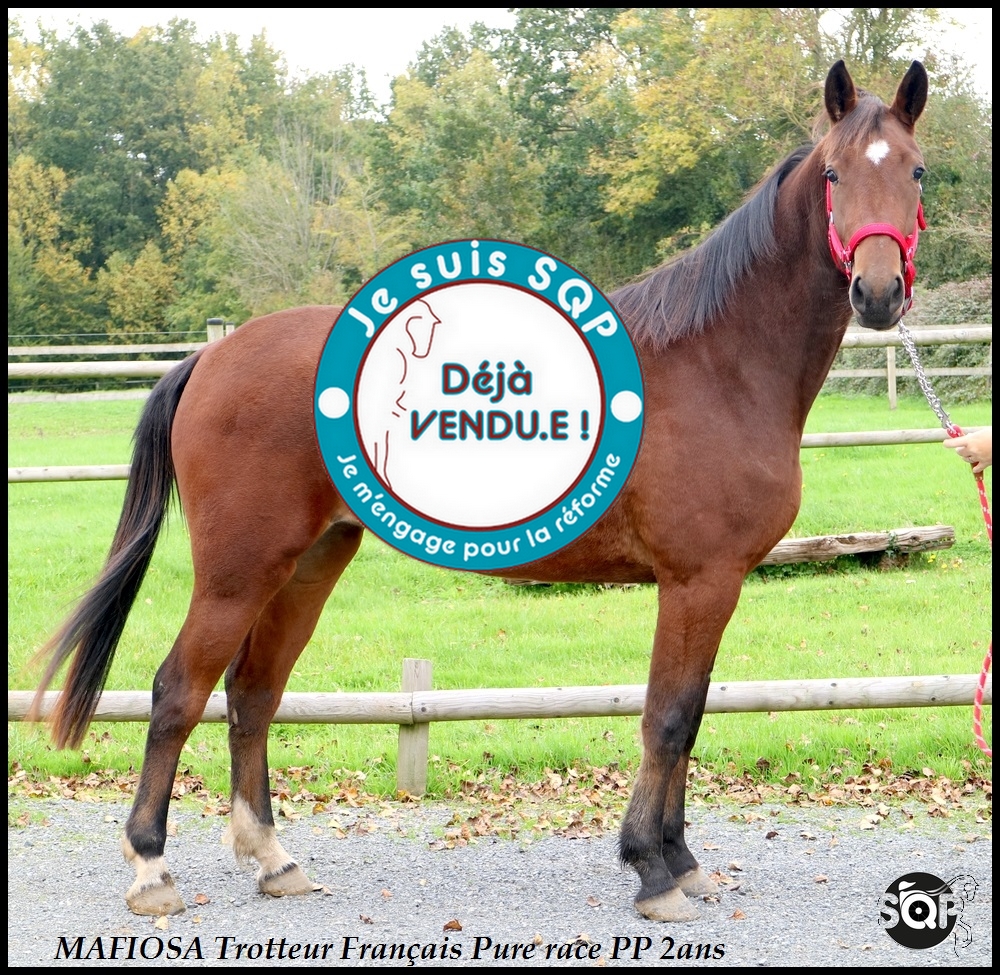 Lire la suite à propos de l’article « VENDUE »MAFIOSA Trotteur Français 2ans