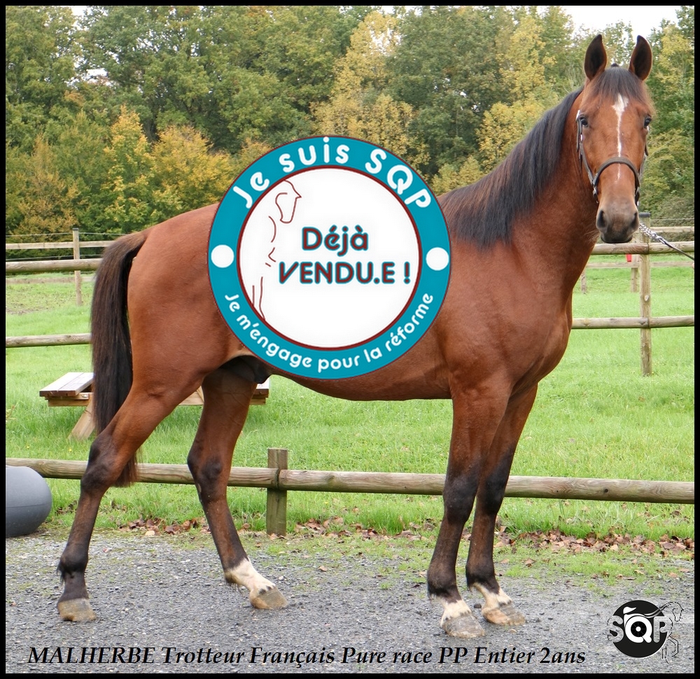 Lire la suite à propos de l’article « VENDU »MALHERBE Trotteur Français 2ans
