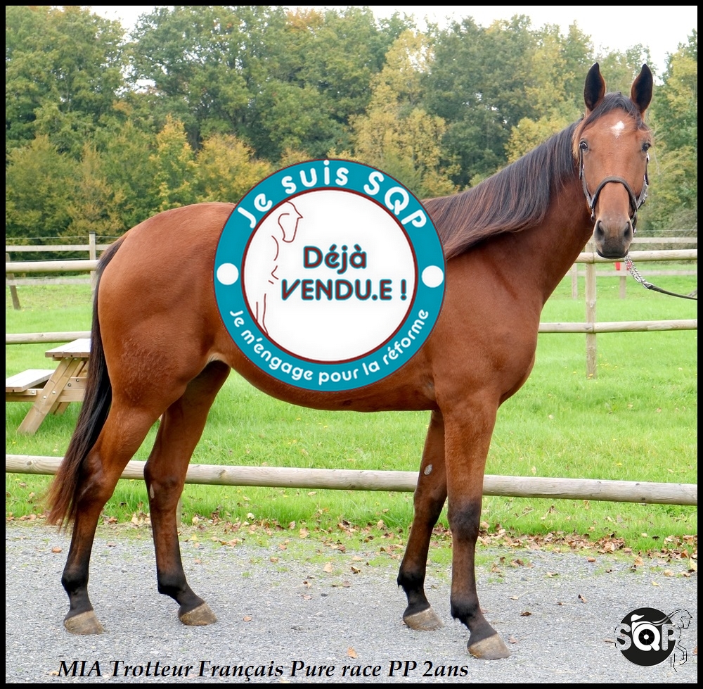 Lire la suite à propos de l’article « VENDUE »MIA Trotteur Français 2ans
