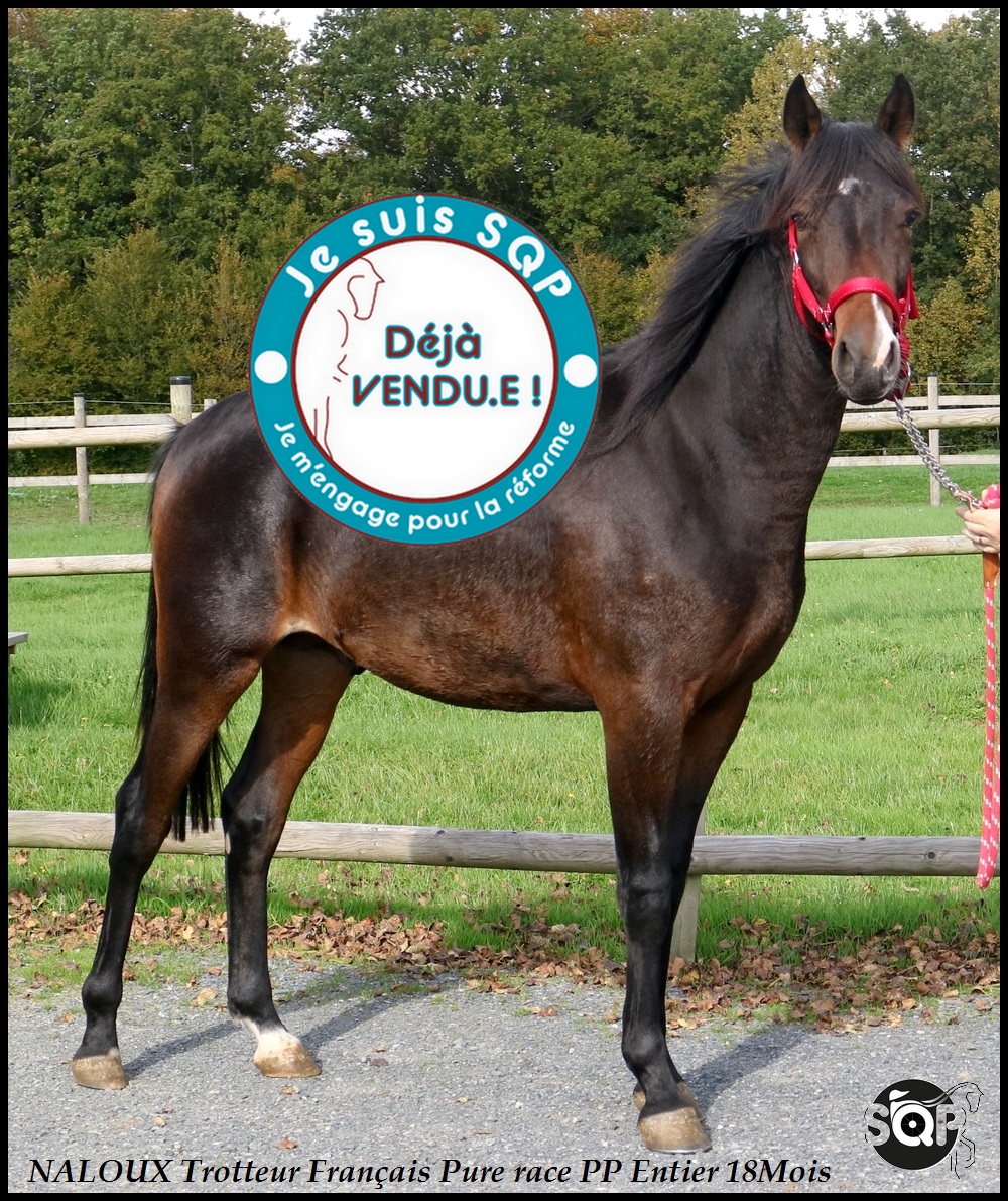 Lire la suite à propos de l’article « VENDU »NALOUX Trotteur Français 18Mois