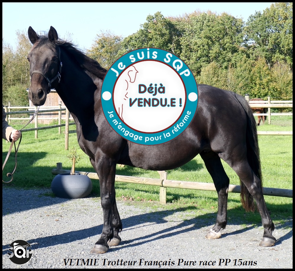 Lire la suite à propos de l’article « VENDUE »VETMIE Trotteur Français 15ans