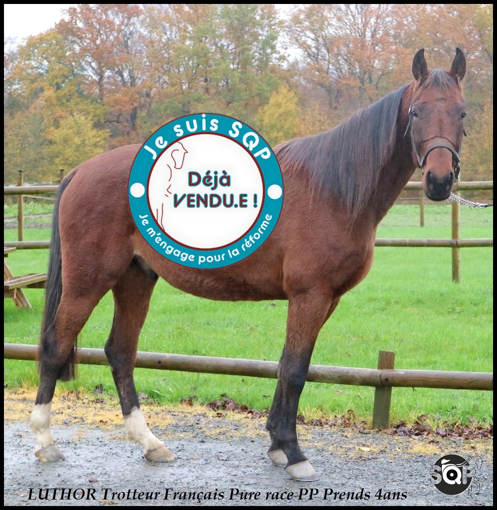 Lire la suite à propos de l’article « VENDU »LUTHOR Trotteur Français 3ans