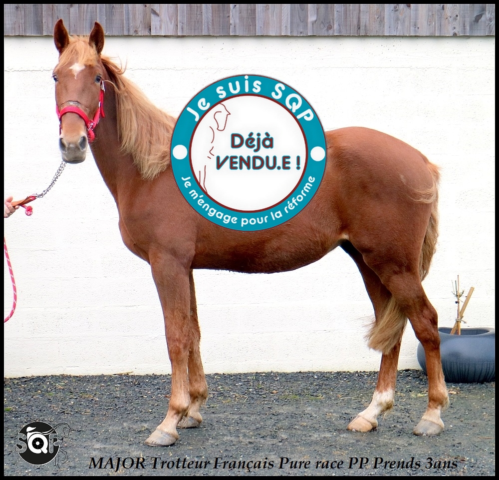 Lire la suite à propos de l’article « VENDU »MAJOR Trotteur Français 3ans