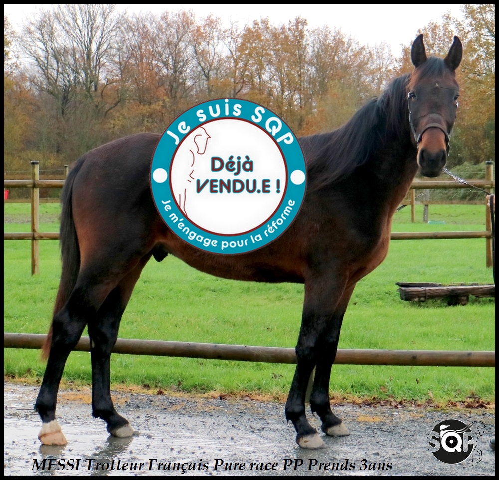 Lire la suite à propos de l’article « VENDU »MESSI Trotteur Français 2ans