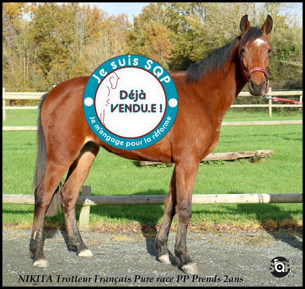 Lire la suite à propos de l’article « VENDUE »NIKITA Trotteur Français 18 Mois