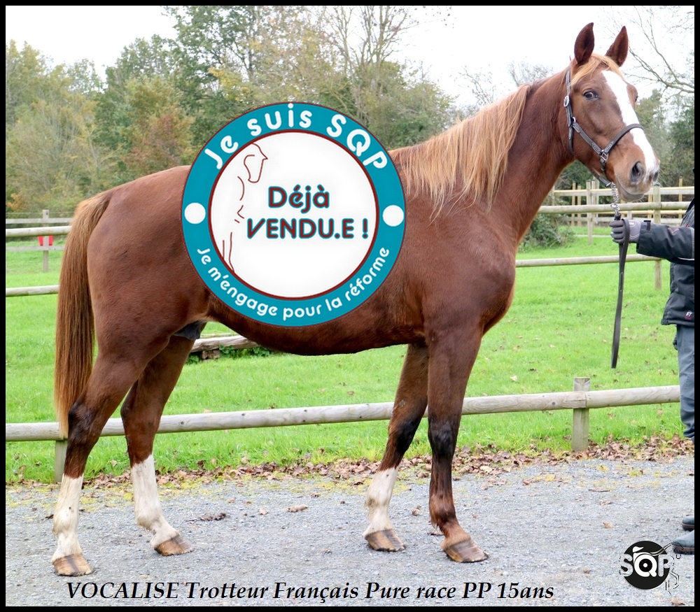 Lire la suite à propos de l’article « VENDUE »VOCALISE Trotteur Français 15ans
