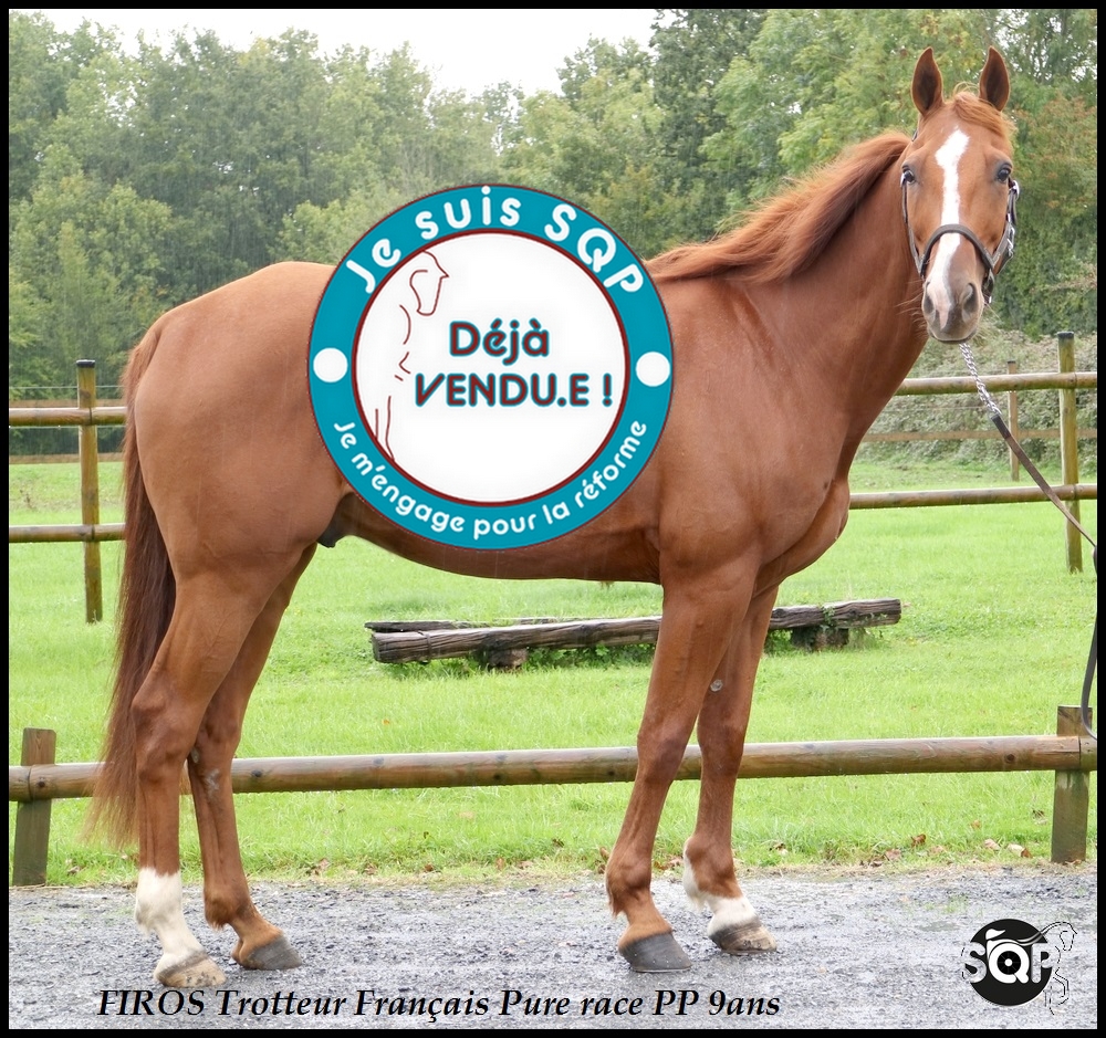 Lire la suite à propos de l’article « VENDU »FIROS Trotteur Français 9ans