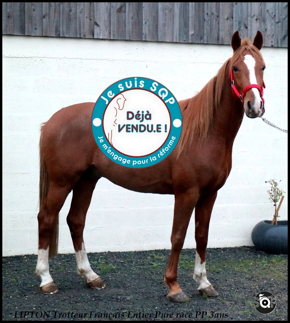 Lire la suite à propos de l’article « VENDU »LIPTON Trotteur Français 3ans
