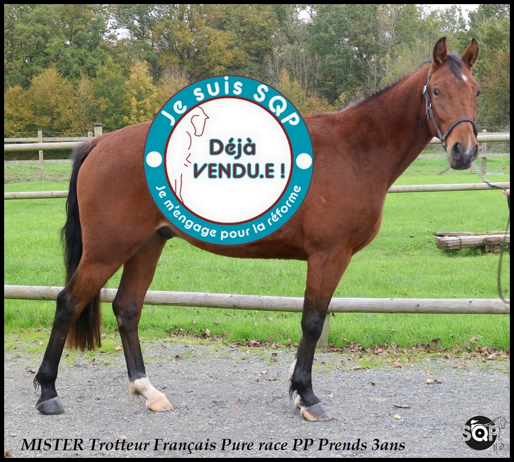 Lire la suite à propos de l’article « VENDU »MISTER Trotteur Français 2ans