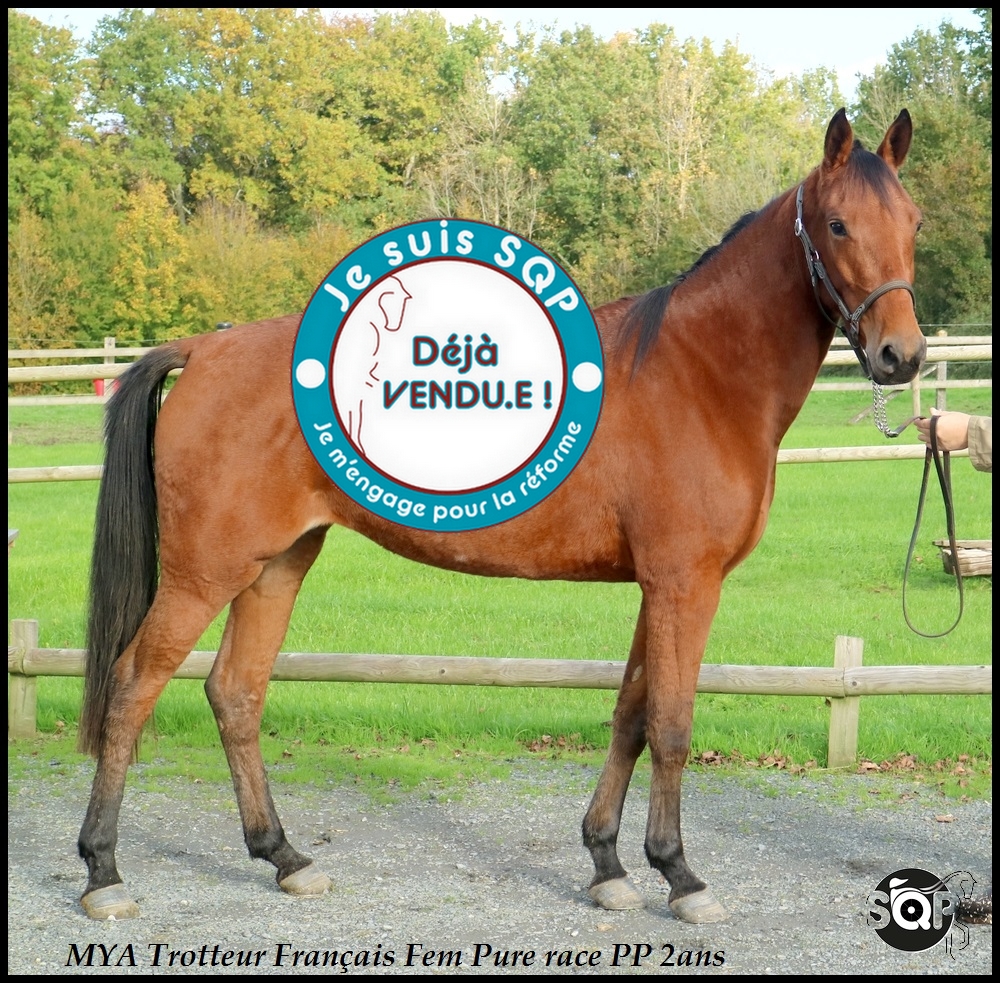 Lire la suite à propos de l’article « VENDUE »MYA Trotteur Français 2ans