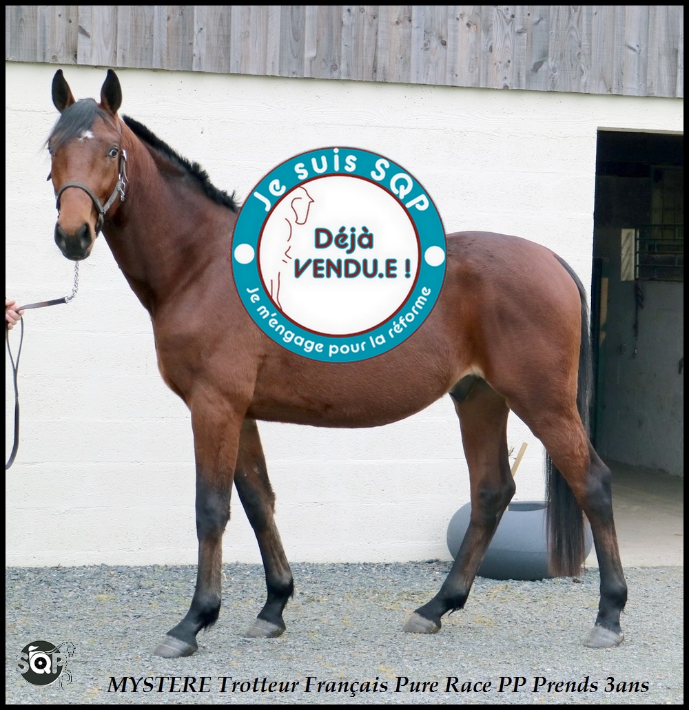 Lire la suite à propos de l’article « VENDU »MYSTERE Trotteur Français 2ans