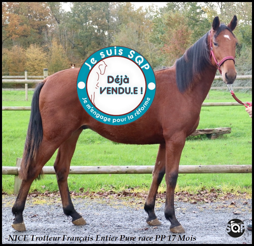 Lire la suite à propos de l’article « VENDU »NICE Trotteur Français 17Mois