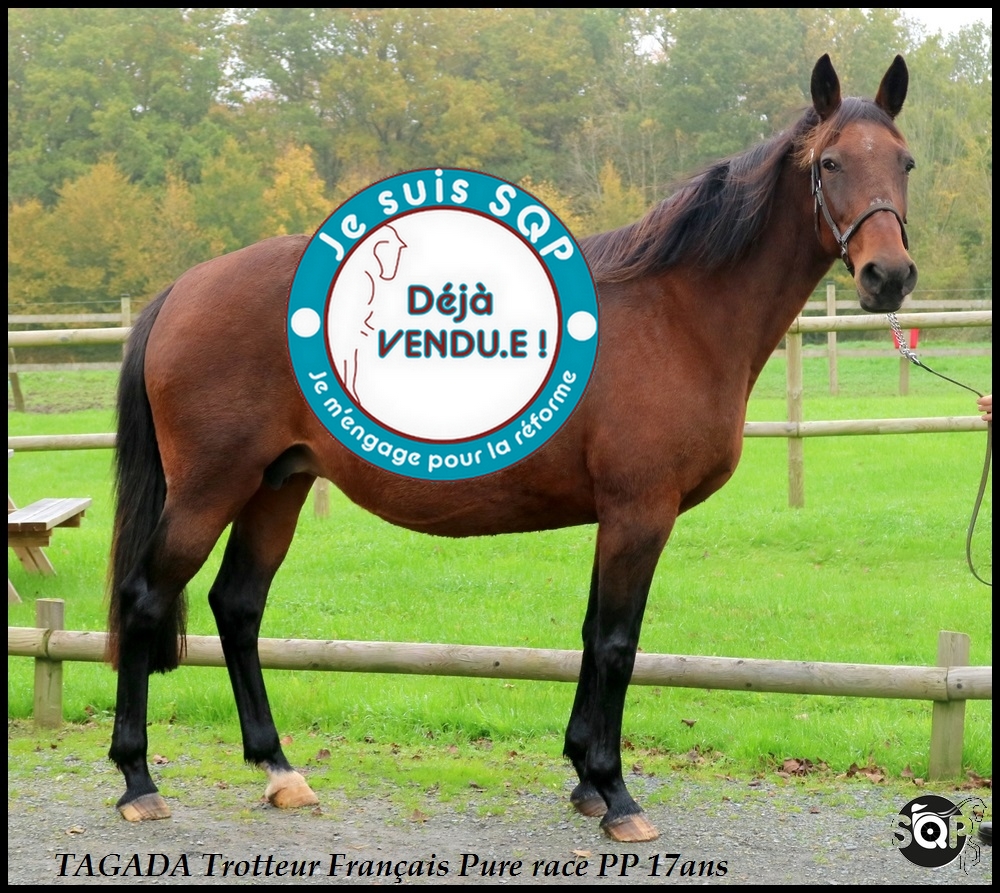 Lire la suite à propos de l’article « VENDUE »TAGADA Trotteur Français 17ans