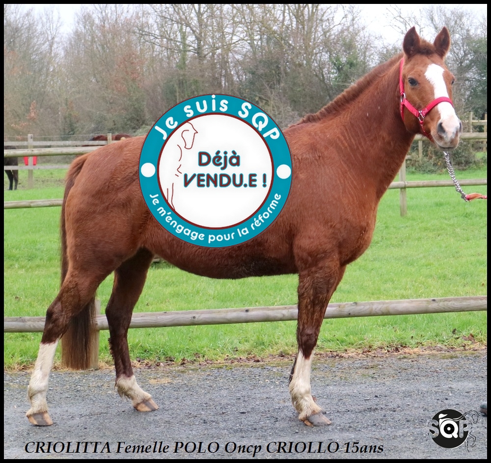 Lire la suite à propos de l’article « VENDUE »CRIOLLITA Po Criollo ONC 15ans