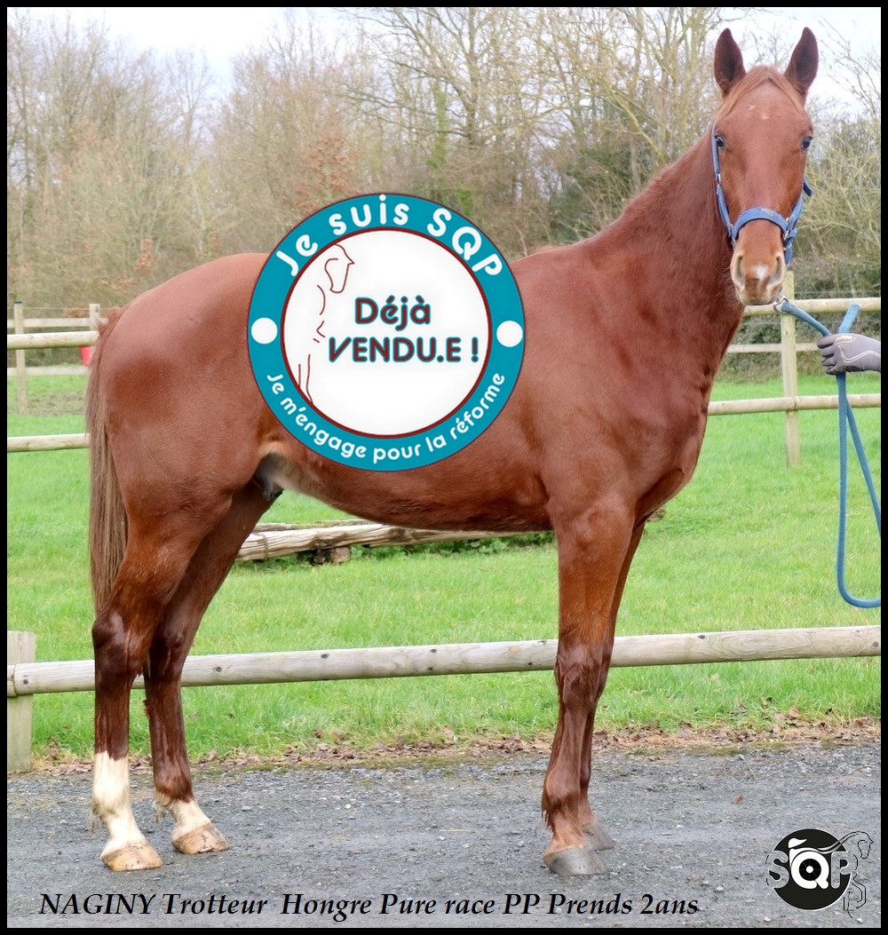 Lire la suite à propos de l’article « VENDU »NAGINY Trotteur Français 2ans