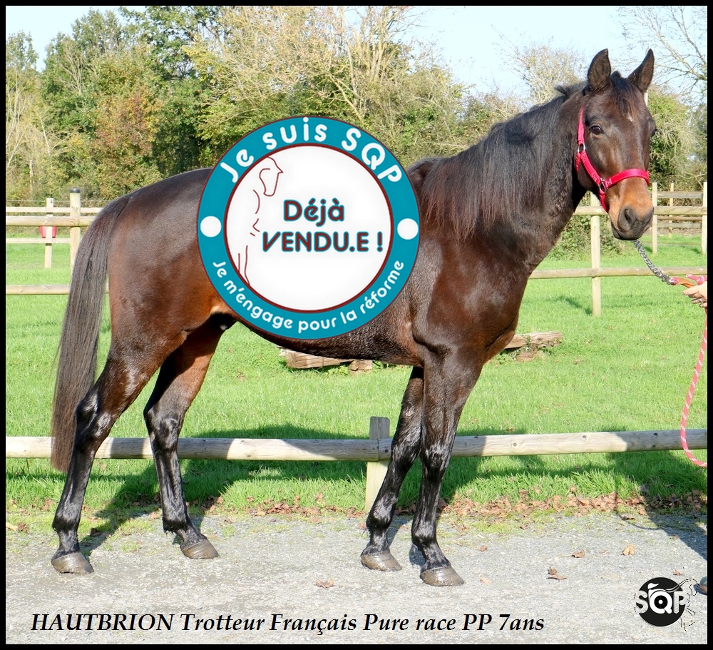 Lire la suite à propos de l’article « VENDU »HAUBRION Trotteur Français 8ans